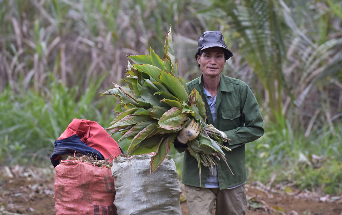 Canna harvest season in Thanh Hoa