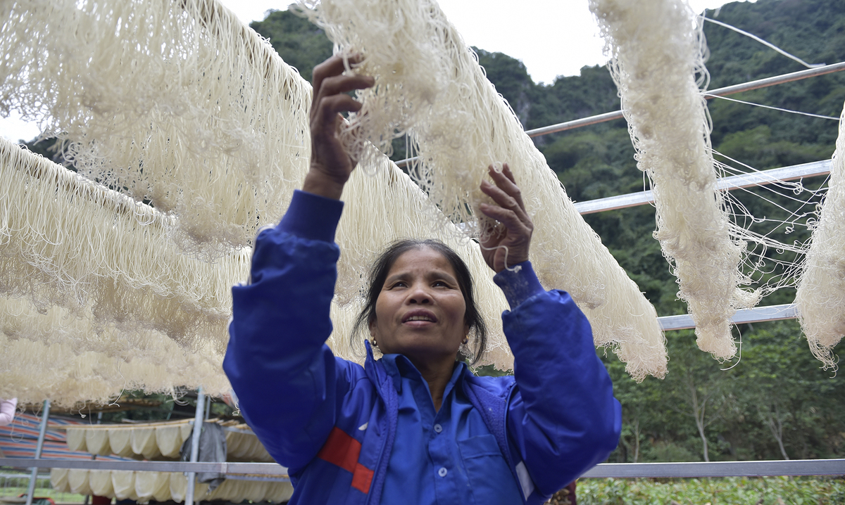 Canna harvest season in Thanh Hoa