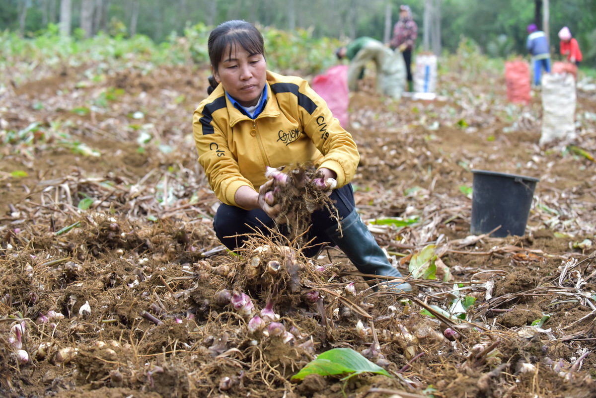 Canna harvest season in Thanh Hoa