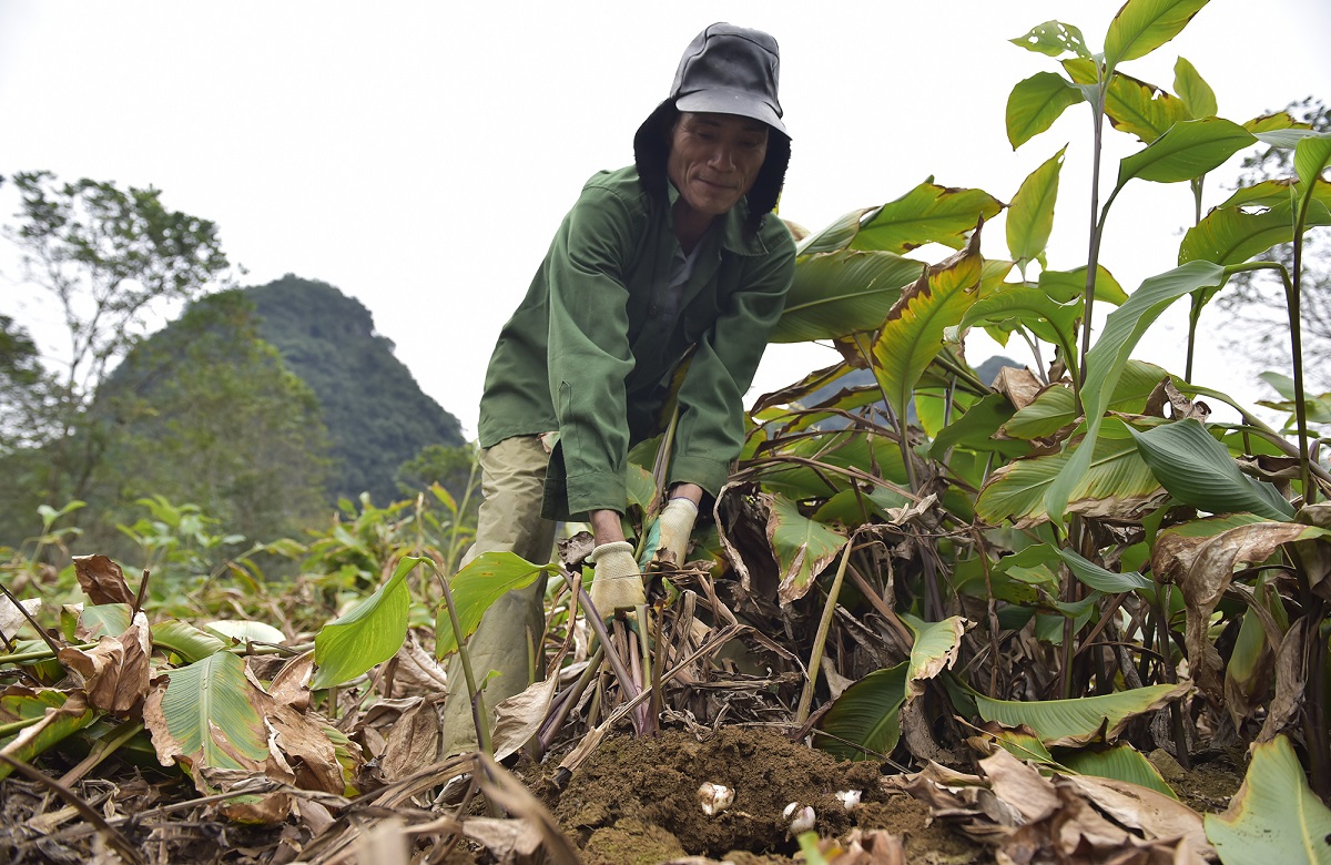 Canna harvest season in Thanh Hoa