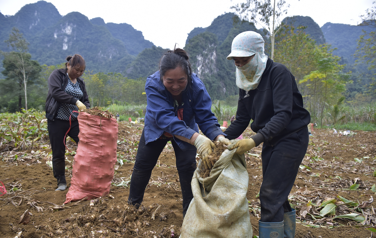 Canna harvest season in Thanh Hoa
