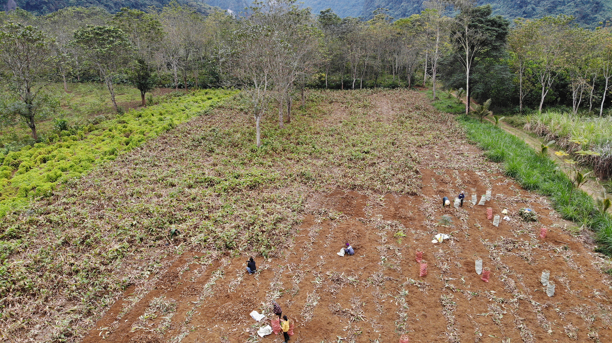 Canna harvest season in Thanh Hoa
