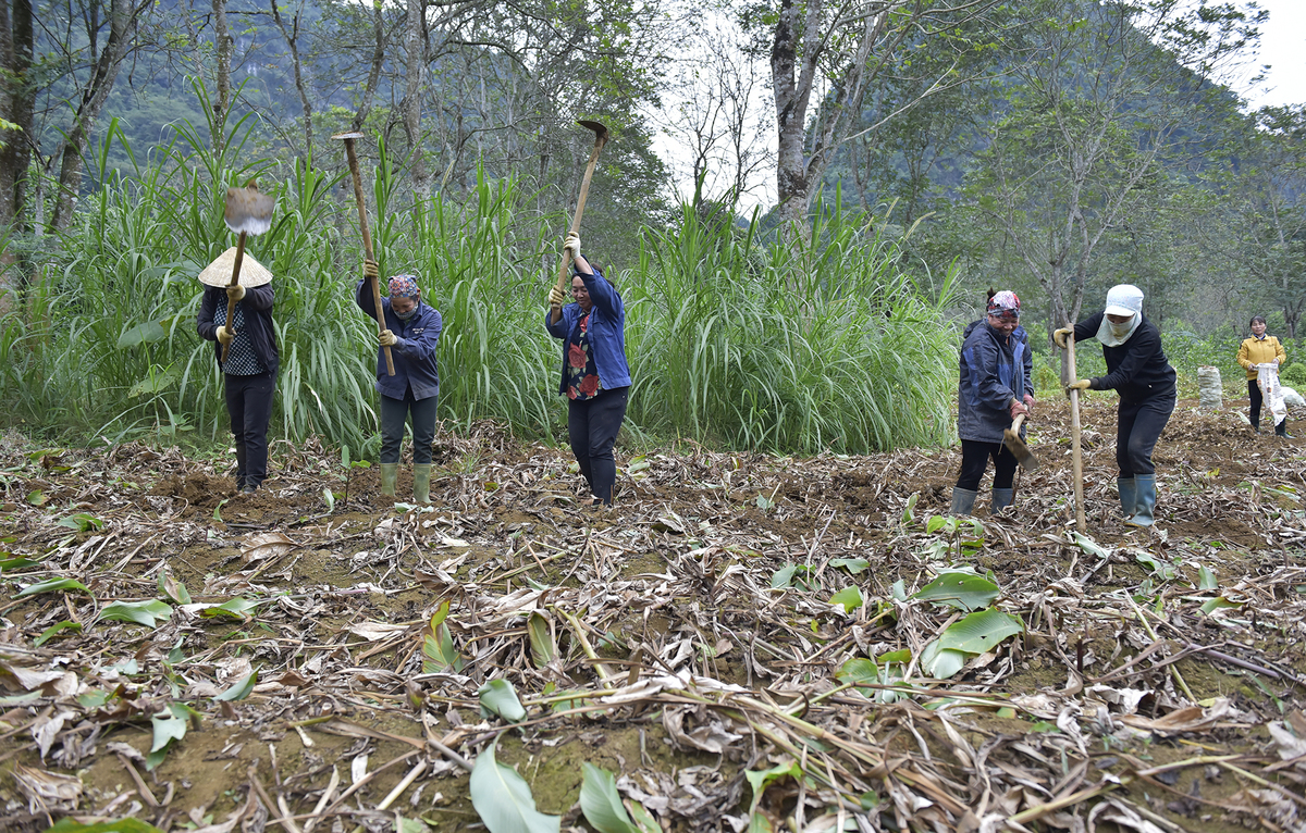 Canna harvest season in Thanh Hoa